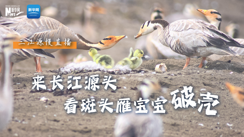 “萌主”當(dāng)家丨來(lái)長(zhǎng)江源頭，看斑頭雁寶寶破殼