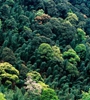 青海省持續(xù)開展大規(guī)模造林，國土綠化面積進一步擴大，省東部地區(qū)森林覆蓋率達32%高于全國平均水平