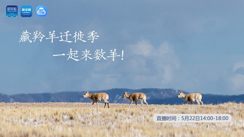 三江源慢直播丨藏羚羊遷徙季 一起來(lái)數(shù)羊！